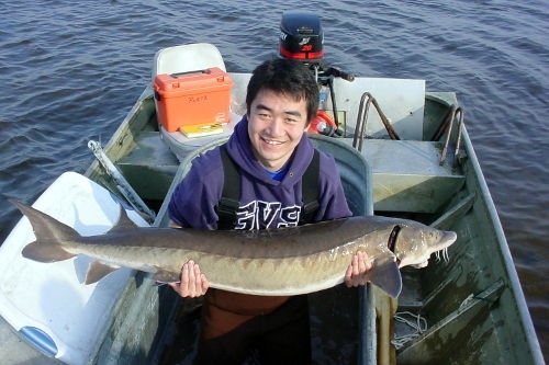 Lake sturgeon